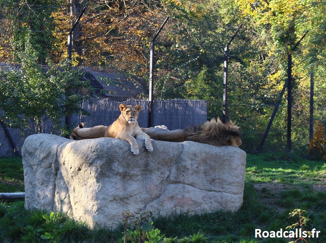Les lions font la sieste dans le zoo de Maksimir, à Zagreb.