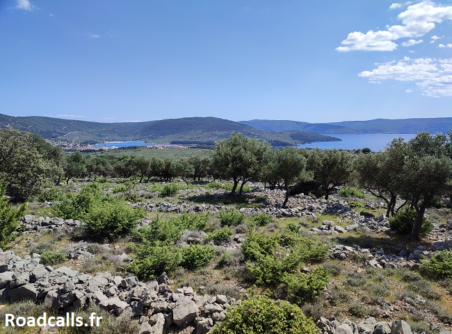 Une oliveraie avec ses petits murets en pierre, sous un ciel bleu pur, avec la mer au fond.